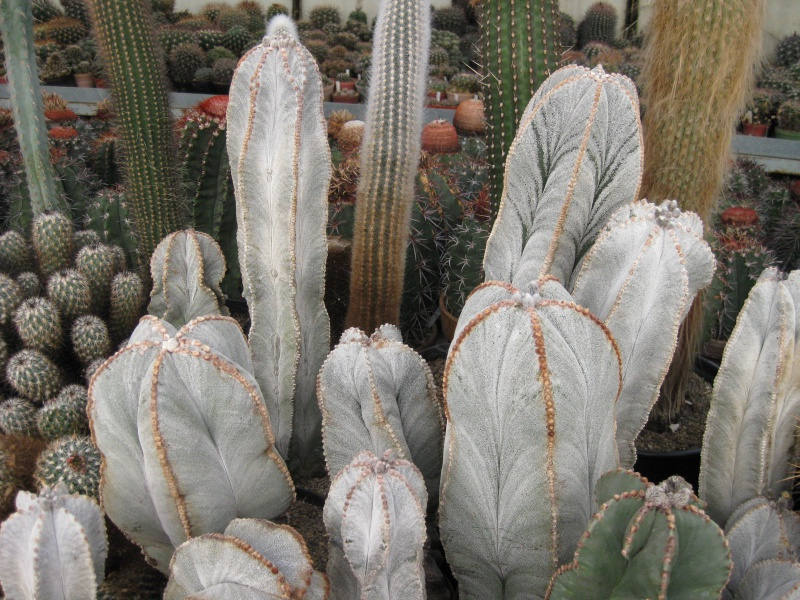 10 Astrophytum myiostigma Ssp colomnare, Exotic Cactus Seeds
