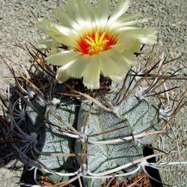 10 Astrophytum niveum Seeds