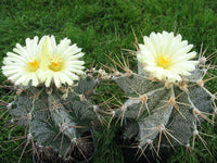 10 Astrophytum ornatum Seeds,  Monk’s Hood, Star Plant Seeds