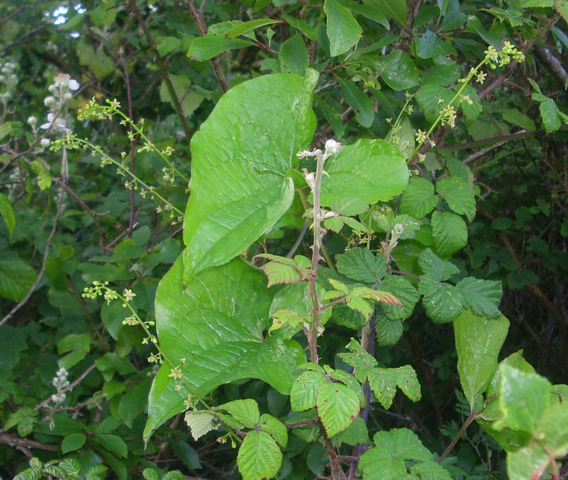 15 Dioscorea hamiltonii Seeds, Mountain Yam Seeds