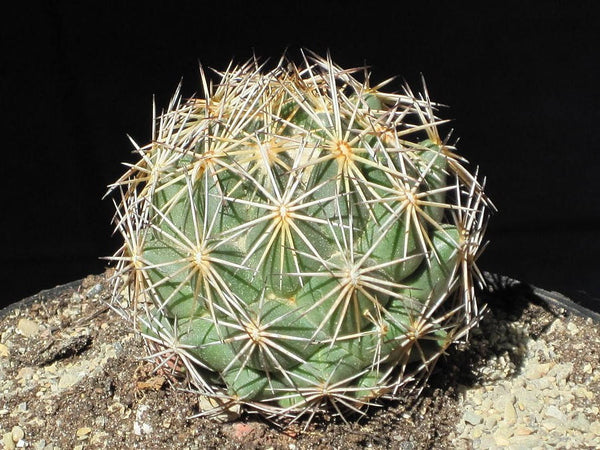 10 Coryphantha delicata  Jullianii Seeds