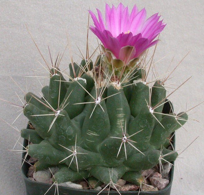 20 Thelocactus matudae Seeds, Cactus Seeds