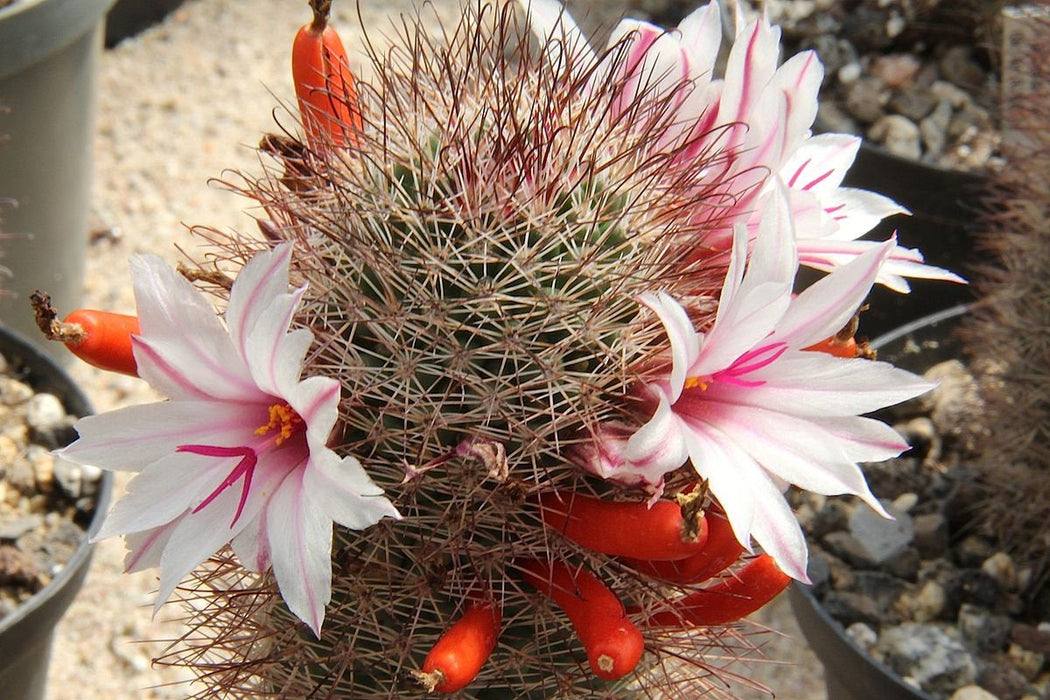 20 Mammillaria fraileana Seeds, Cactus Seeds