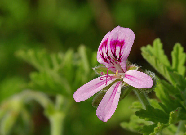 15  Pelargonium reniforme Seeds, Kidney leaved pelargonium plant Seeds