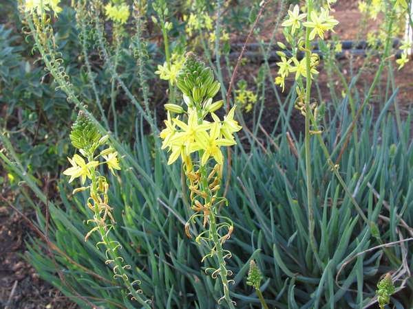 20 Bulbine frutescens  Seeds, Stalked Bulbine, Yellow  Flower   Seeds