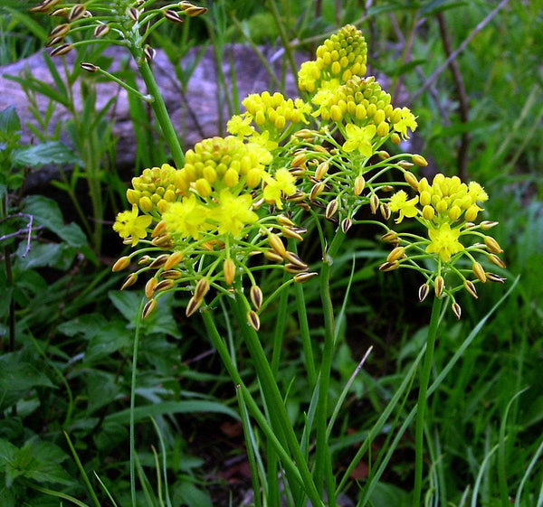 10 Bulbine abyssinica Seeds,  bushy bulbine Seeds,  For Germination