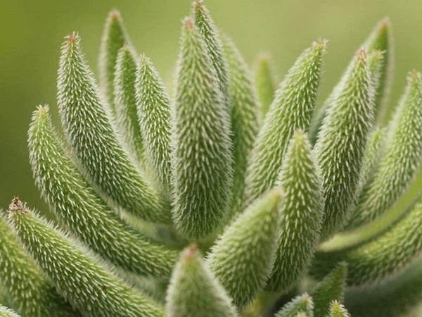 15 Crassula mesembryanthemoides  Seeds, Globulea hispida Seeds