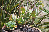 20   Cotyledon velutina Seeds