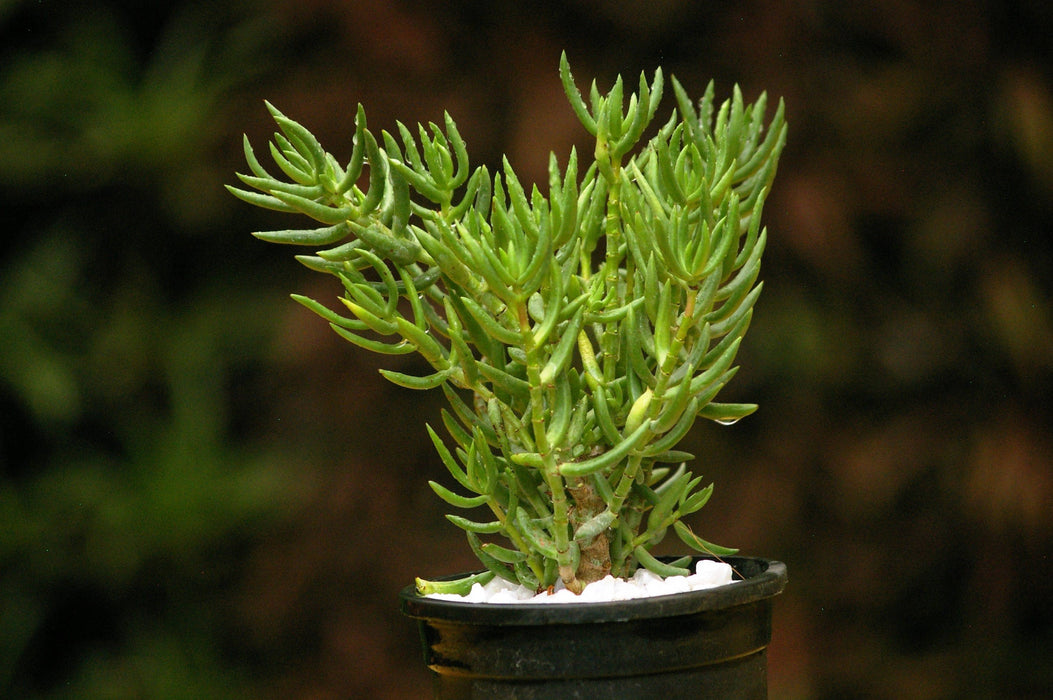 15 Crassula tetragona Seeds , Miniature Pine Tree Seeds
