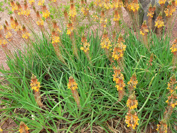 20 Seeds Bulbine spp  babians