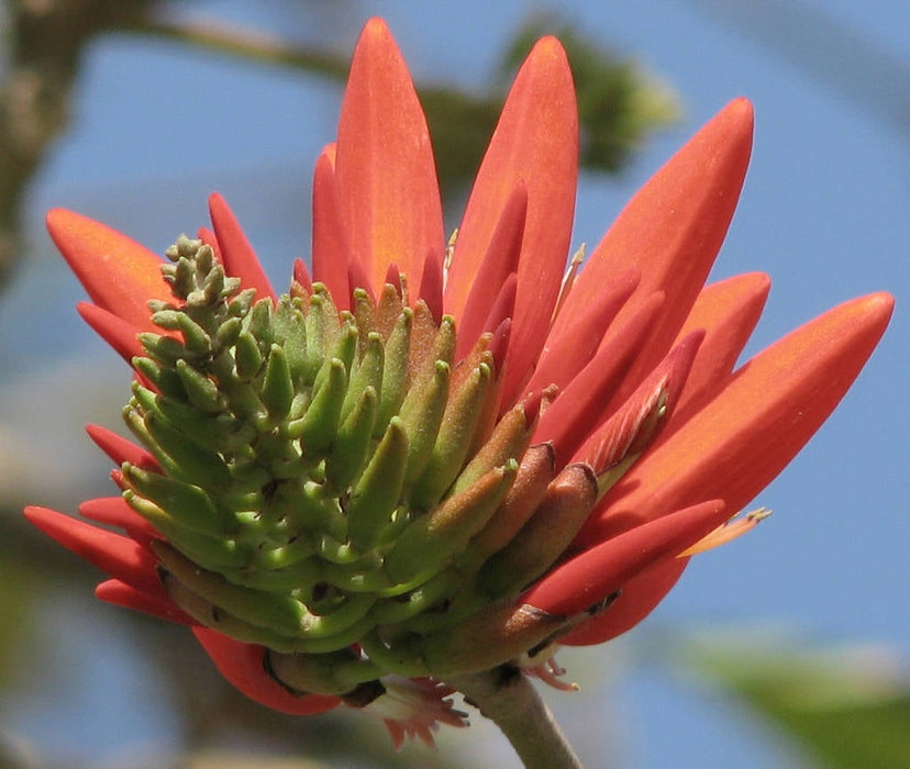 15  Erythrina stricta var. suberosa, Corky Coral Tree, Indian Coral Tree Seeds