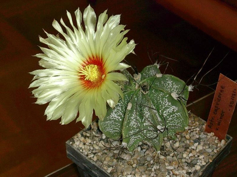 10 Astrophytum capricorne var. minor, Exotic Cactus Seeds