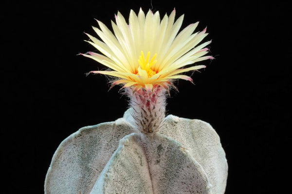 10  Astrophytum coahuilense Seeds, Exotic Rare Cactus Seeds,