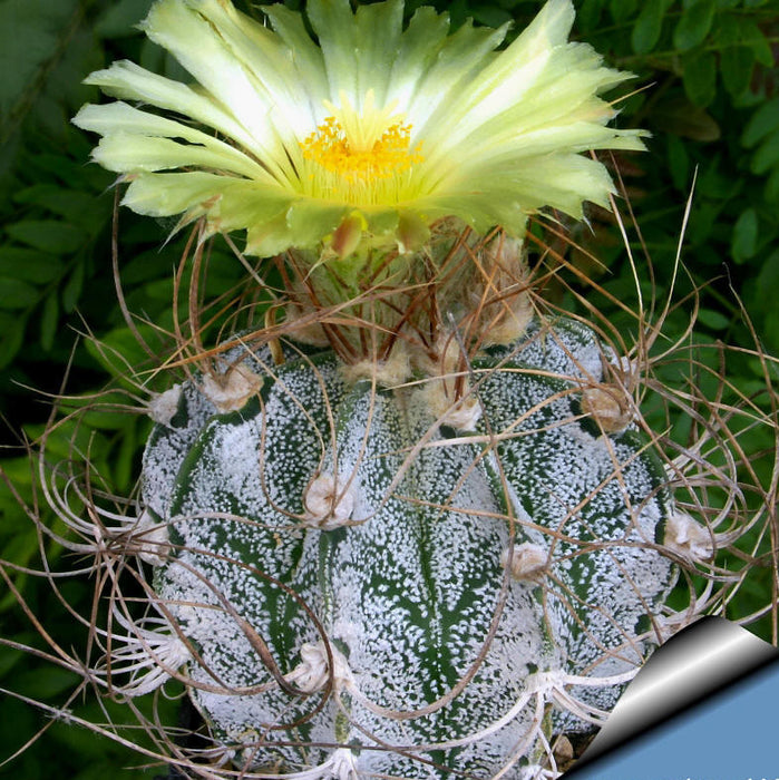10 Astrophytum crassipinoides Seeds, Rare Cactus Seeds
