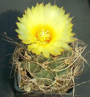 10 Seeds Astrophytum senile  aureum