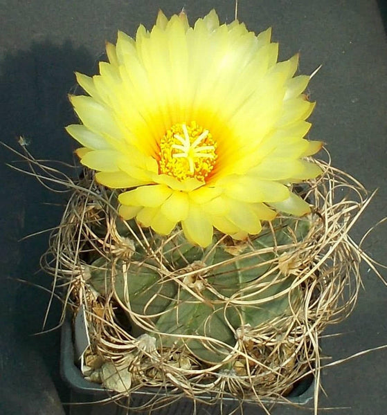 10 Seeds Astrophytum senile  aureum