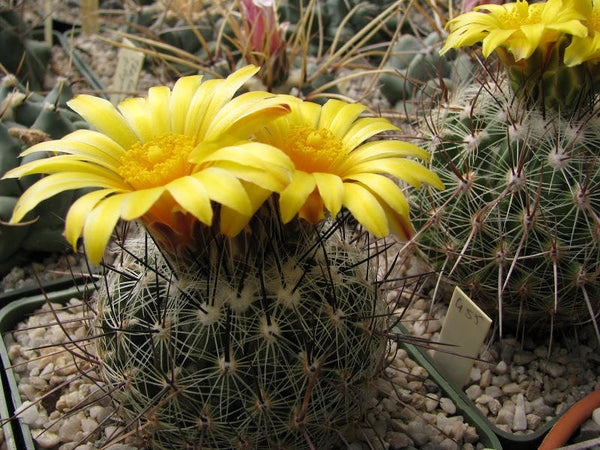 10 Thelocactus conothelos var. macdowellii Seeds. Cactus Seeds