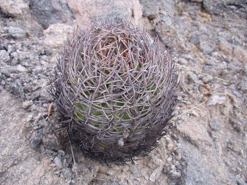 10 Eriosyce bulbocalyx Seeds, Pyrrhocactus bulbocalix Seeds, Cactus Seeds