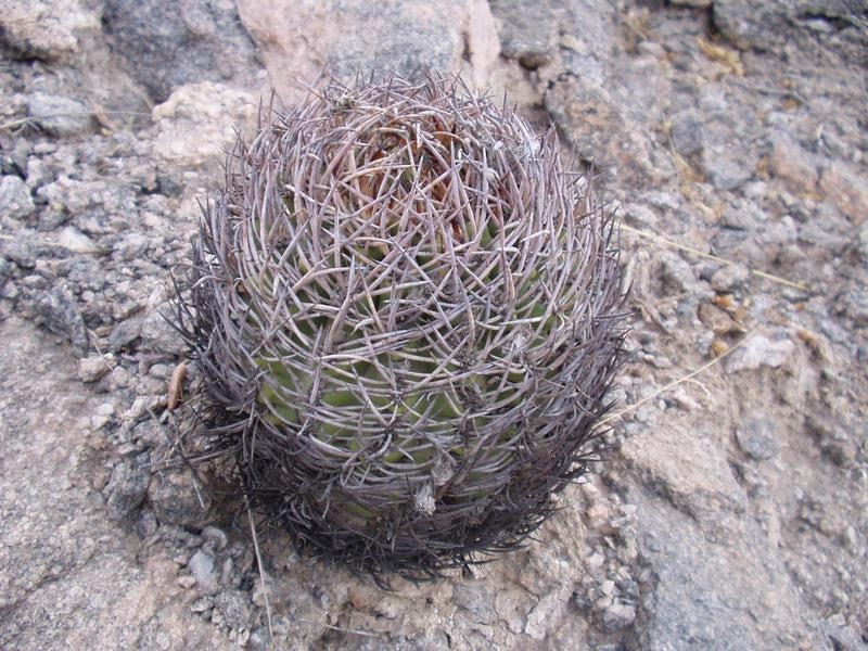 10 Eriosyce bulbocalyx Seeds, Pyrrhocactus bulbocalix Seeds,  Cactus Seeds