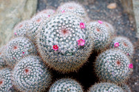 10  Mammillaria parkinsonii Seeds, Cactus Seeds, Rare Cactus Seeds