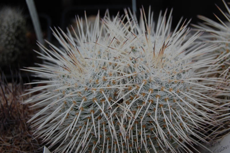 10 MAMMILLARIA perbella v.lanata , Cactus Seeds
