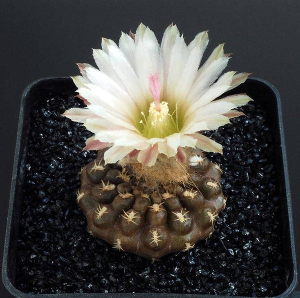 10 Pyrrhocactus paucicostatus Seeds, Cactus Seeds