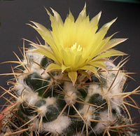 10 Coryphantha pycnacantha Seeds, Exotic Cactus  Rare Seeds