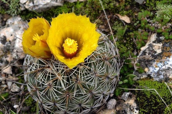 10 Coryphantha echinoidea Seeds, Rare cactus Seeds