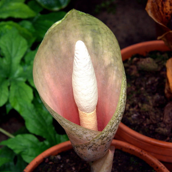 20   Amorphophallus bulbifer Seeds . Voodoo Lily Seeds,  Devils Tongue Seeds