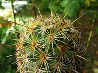 10 Coryphantha glanduligera Seeds