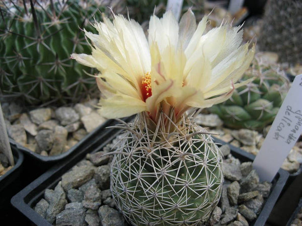 10 Coryphantha  delicata Seeds