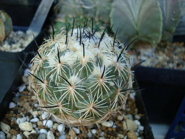 10 Coryphantha pallida Seeds,  Coryphantha reduncispina Seeds