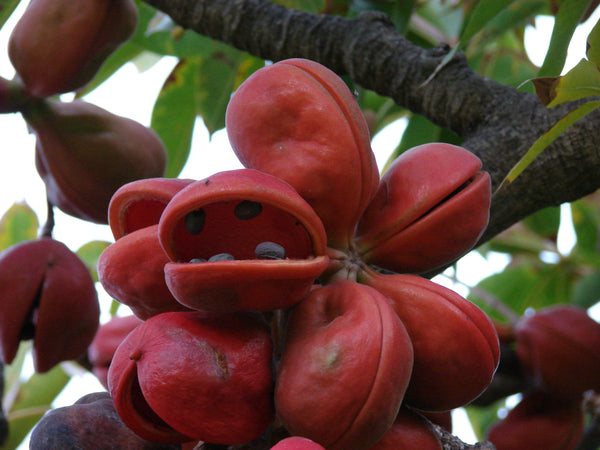 Poon Tree 50 Sterculia foetida Seeds, Java Olive, Peon, Poon Tree, Wild Indian ...