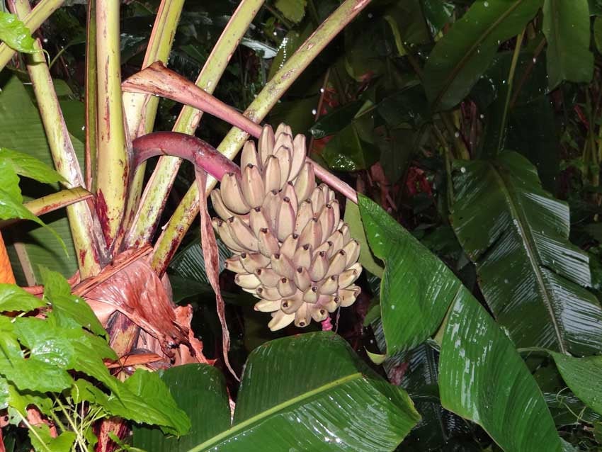 20  Musa argentii Seeds ,  Wild banana Seeds, Rare banana  Fruit Seeds