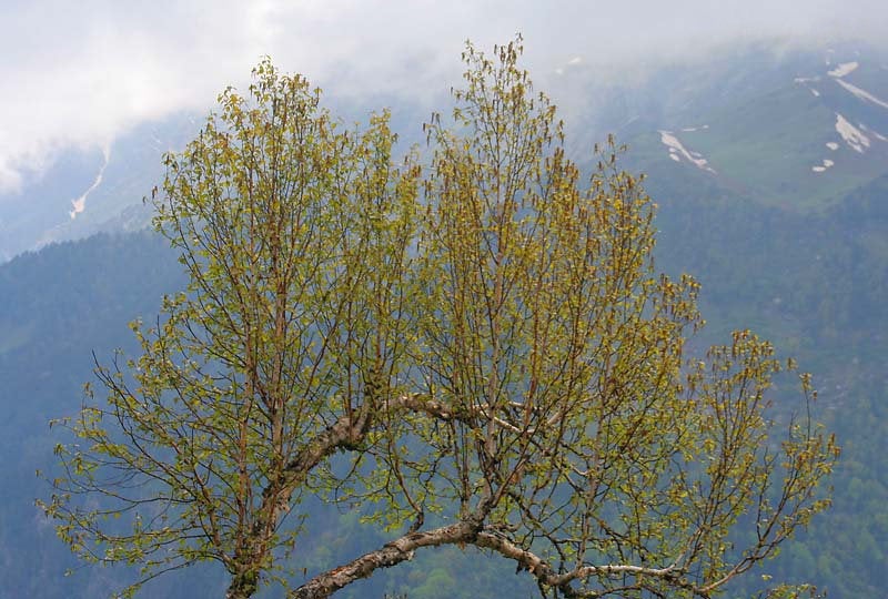 200 Betula utilis Seeds ,Himalayan birch tree Seeds , Bhojpatra Tree Seeds