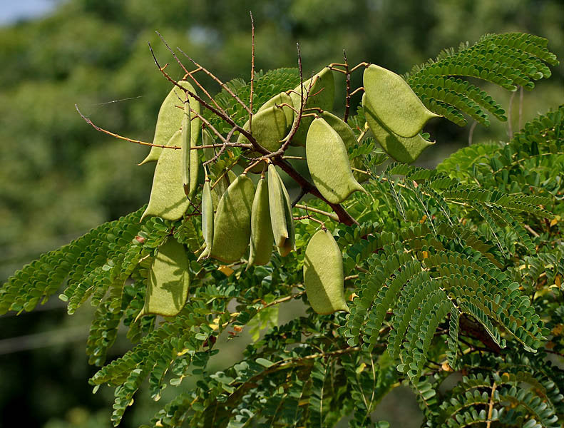 50 Caesalpinia sappan Seeds . false sandalwood, Indian brazilwood, Indian redwood, sappanwood