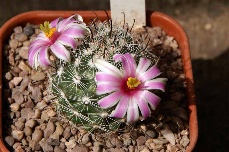 20 Seeds Mammillaria insularis Seeds, Rare Cactus Seeds