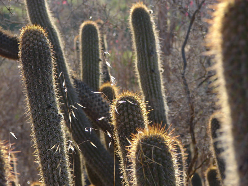 20 Trichocereus litoralis Seeds, Cactus Seeds