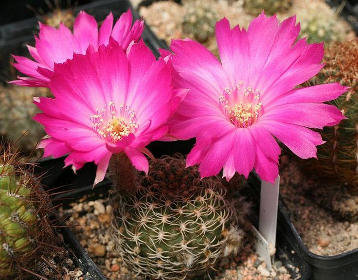 10 Lobivia  odehnalii Seeds, Cactus Seeds