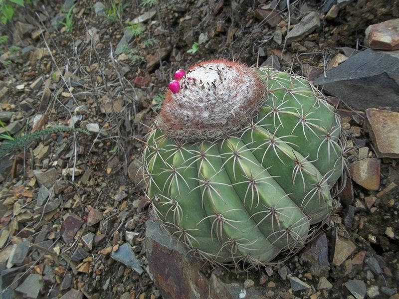 10  Melocactus peruvianus Seeds, Turk's Cap Cactus, Melon Cactus, Turk's Head Cactus