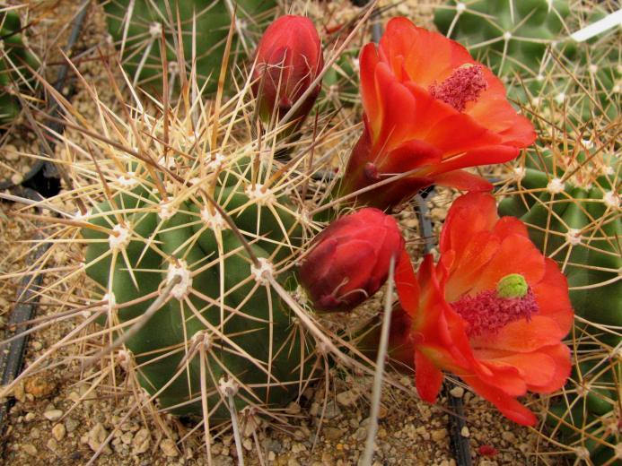 10 Ecer  coccineus  Seeds, Cactus Seeds