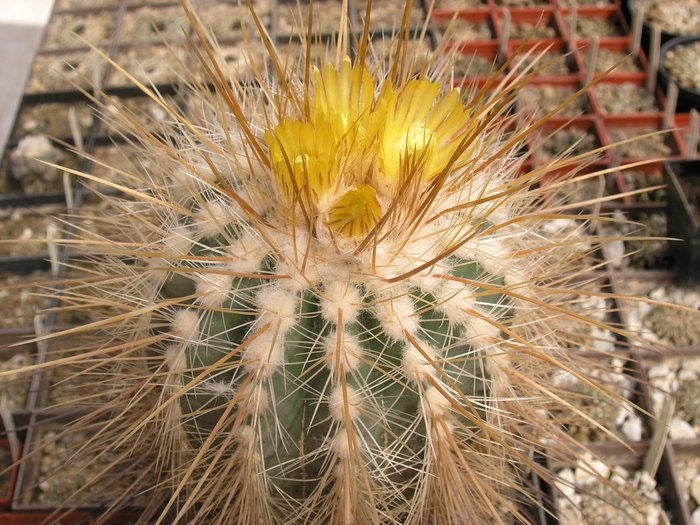 10 Parodia maxima Seeds, Exotic Cactus Seeds