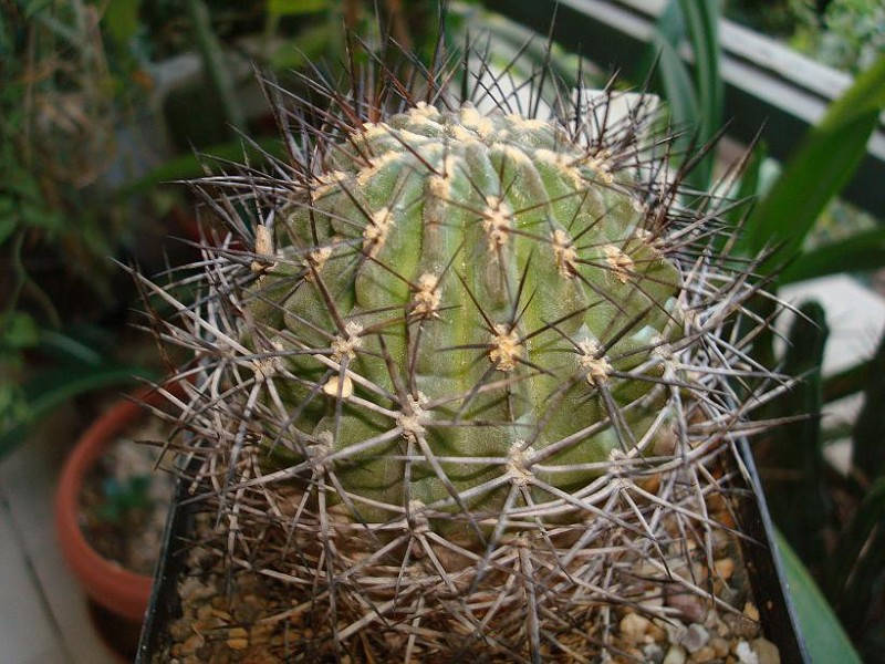 10 Pyrrhocactus curvispinus Seeds, Cactus Seeds