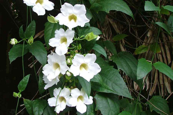 15 Thunbergia grandiflora Alba Seeds , White Bengal Clock vine Seeds.White Bengal Clock vine Seed, White Sky Vine Seeds,