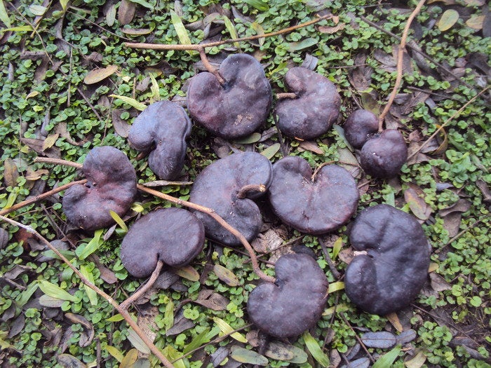 50 Enterolobium cyclocarpum Seeds, guanacaste Seeds , caro caro, elephant ear tree Seeds