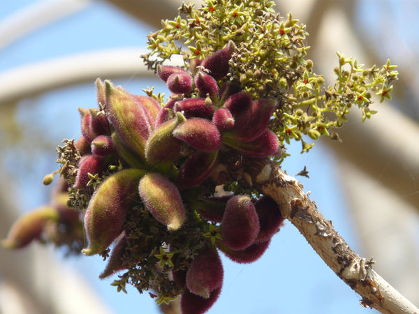 50 Sterculia urens.Indian-tragacanth, gum karaya, Indian gum tragacanth