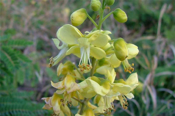 20 Caesalpinia decapetala Seeds ,Mysore thorn Seeds