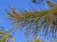 200 Casuarina cunninghamiana Seeds, River Oak Tree Seeds