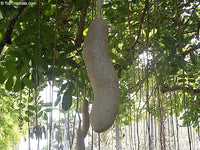 50  Kigelia pinnata Seeds , Sausage tree Seeds