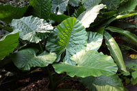 10 Alocasia macrorrhizos Seeds, Giant Taro Seeds  , Upright elephant ear Seeds , Giant ape Seeds - Seeds And Smiles - Buy Top Quality Seeds With Free Worldwide Shipping